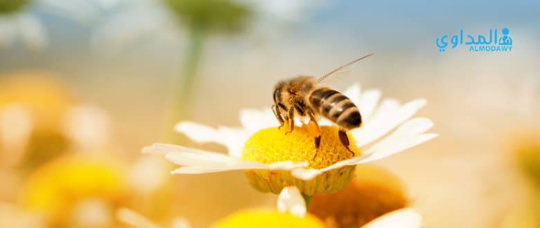 فوائد غذاء ملكات النحل للجنس