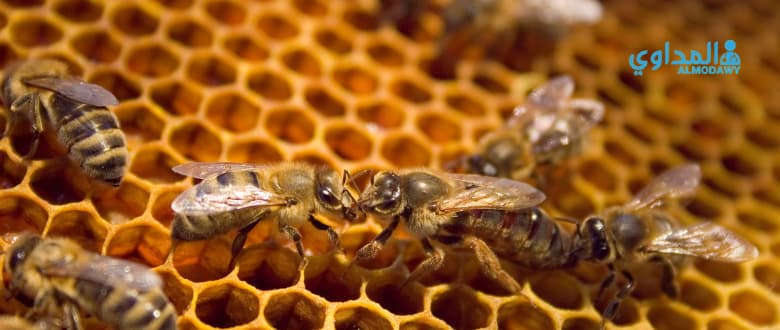 فوائد غذاء ملكات النحل