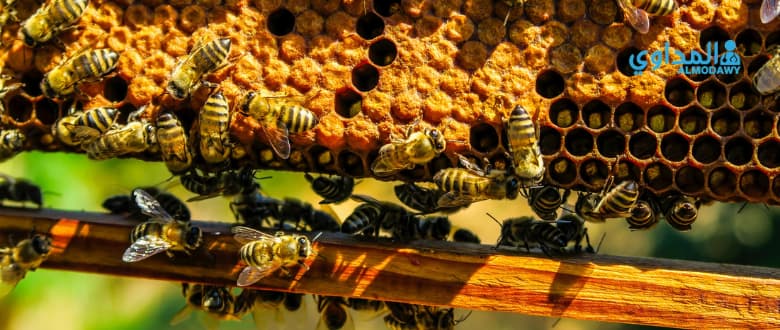 قائمةأنواع العسل الطبيعي